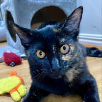 Photo of Diana (K40)