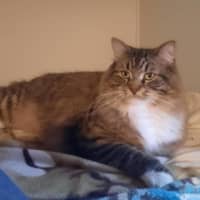 Photo of Milo & Otis