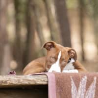 Photo of Cinnamon