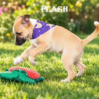 Photo of Flash
