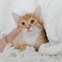 Photo of Dex