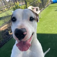 Photo of Twix Imp 1336