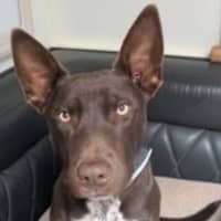 Photo of Max
