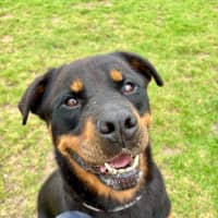 Photo of Zara Imp 222