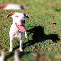 Photo of Casper 