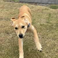 Photo of Kelly   5 Month Old Ridgeback X