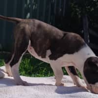 Photo of Tina🥇12 Week Old Staffy X Ridgeback Puppy