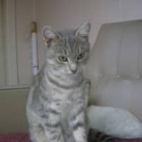 Photo of Hana   Located In Clayton