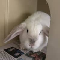 Photo of Queen Eliza Bun  Meet Me @ Petstock Double Bay! 