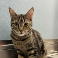 Photo of Dazzle