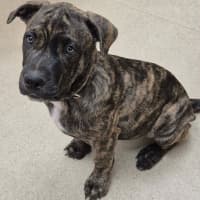 Photo of Shorty