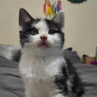 Photo of Kitkat