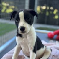 Photo of D1223 Lloyd