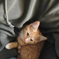 Photo of Donald Meet Me@Petstock Keysbourough Store