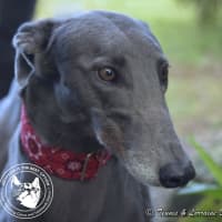 Photo of Sara (No Billy Tea)