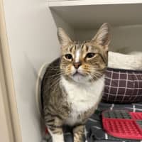 Photo of Socks