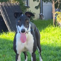 Photo of Dot