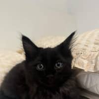 Photo of Tali