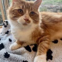 Photo of Jerry   Now At Pet Quarters Morisset