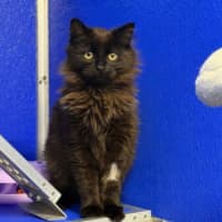 Photo of Caspian