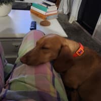 Photo of Oscar