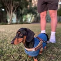 Photo of Peanut