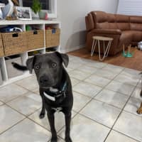 Photo of Max   1 Year Old Kelpie X