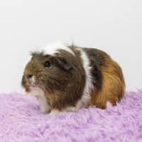 Photo of Indigo Berry