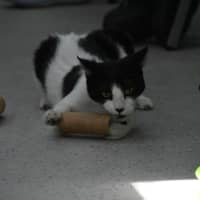 Photo of Stitch