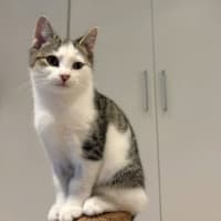 Photo of Chester