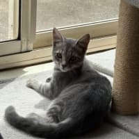 Photo of Tabitha   Reduced Adoption Fee $150