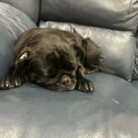Photo of Peggy   5 Year Old French Bulldog X Pug