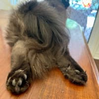 Photo of Little Dulcie