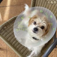 Photo of Muppet
