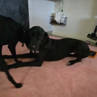 Photo of Bagheera (Mia)