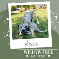 Photo of Rocco