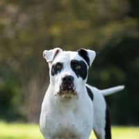 Photo of Stella