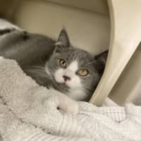 Photo of Bluebell