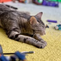 Photo of Luna *9 Lives Project Rescue*