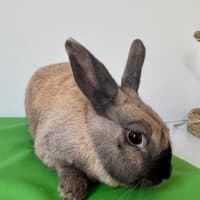 Photo of Bumble (Bonded To Bee)
