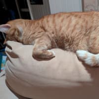 Photo of Jasper