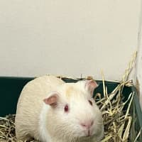 Photo of Krillin