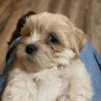 Photo of Teddy