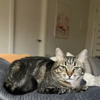 Photo of Star 