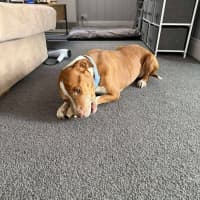 Photo of Rocco