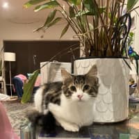 Photo of Luna Meet Me@Petstock Keysborough Storw