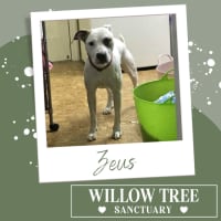 Photo of Zeus