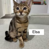 Photo of Elsa