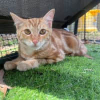 Photo of Pappardelle