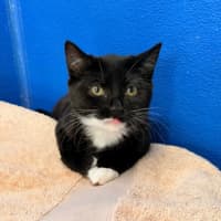 Photo of Luna